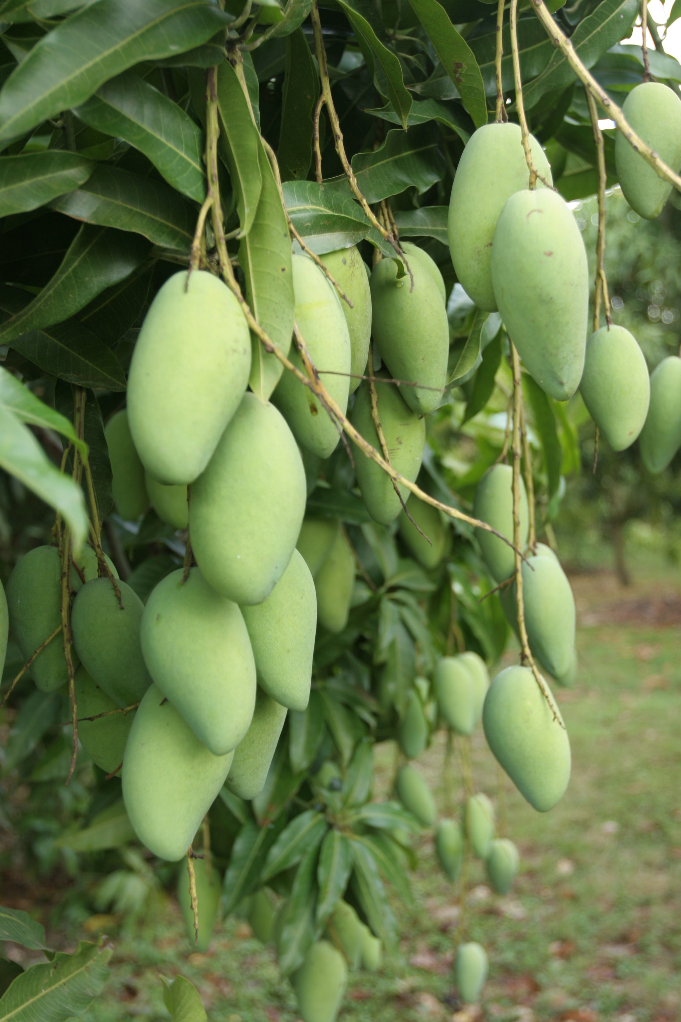 いまが旬！ とろける甘さ、ハワイの絶品マンゴーROOMIE ルーミー