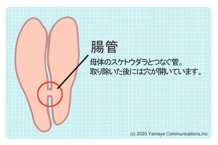 生助子 スケトウダラの卵 の煮付け