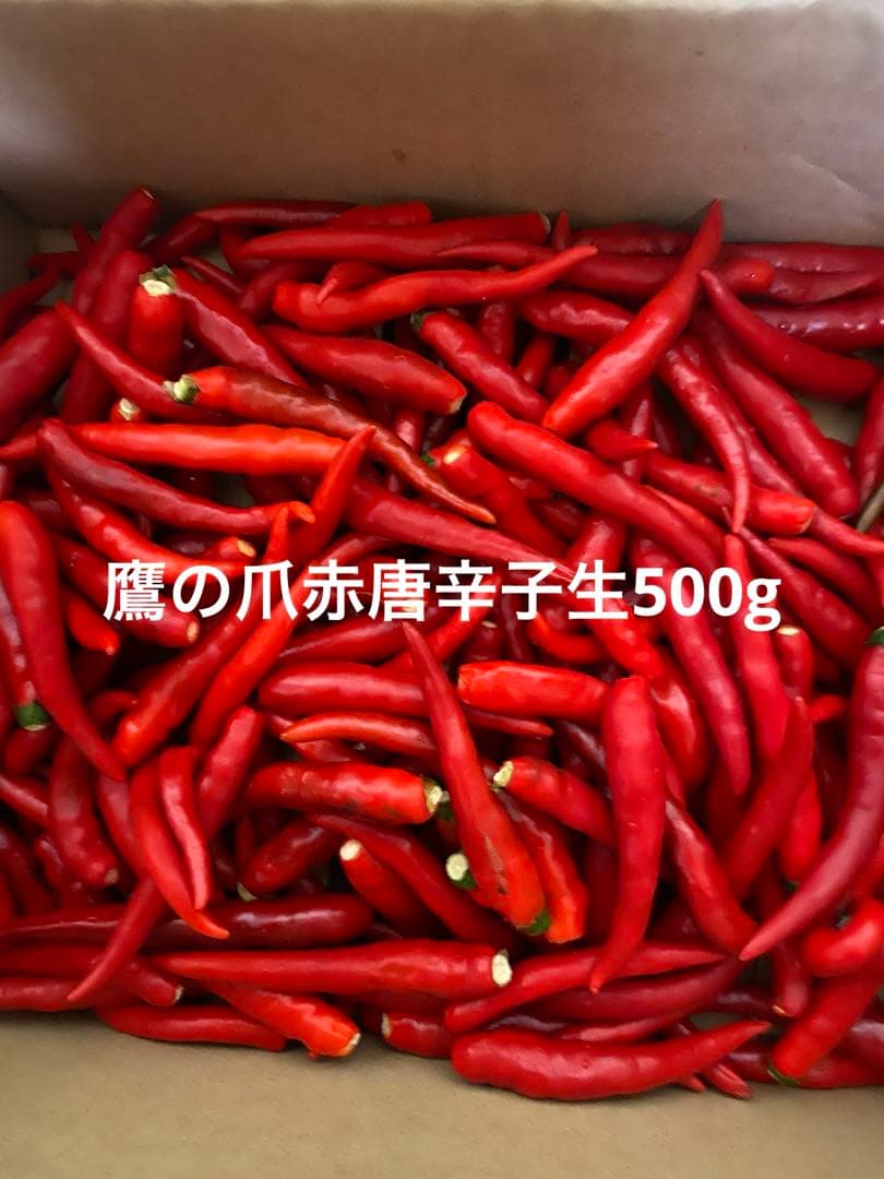 低木で育つ赤鳥の目唐辛子またはタイの唐辛子Premium写真