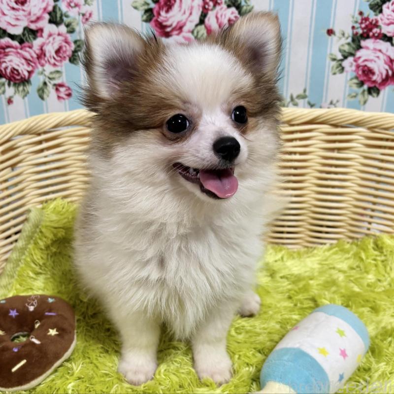 秋田限定 秋田犬のふん チョコinクッキー １２個入秋田犬の可愛らしいシール入り秋田 あきた アキタ お菓子 クッキー チョコ : 銘店おばこYahoo!店 - 通販 - Yahoo!ショッピング