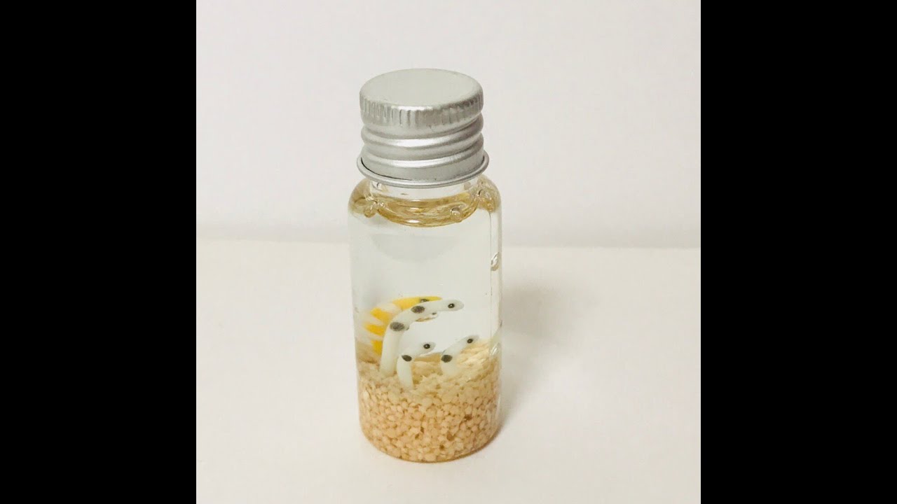 moss terrarium レジンを使って魚釣りのレイアウトを作る–苔テラリウムの作り方 Make a layout of the seausing resin