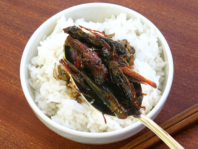 イナゴの佃煮を食べてみよう水鏡