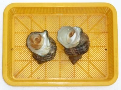 サザエ 活き 天然 活さざえ 1kg 7-10個 鳥取県 海の幸 日本海 お刺身 壺焼き アウトドア BBQバーベキュー 秋の味覚ギフト: かろかに市場 - 通販 - Yahoo!ショッピング