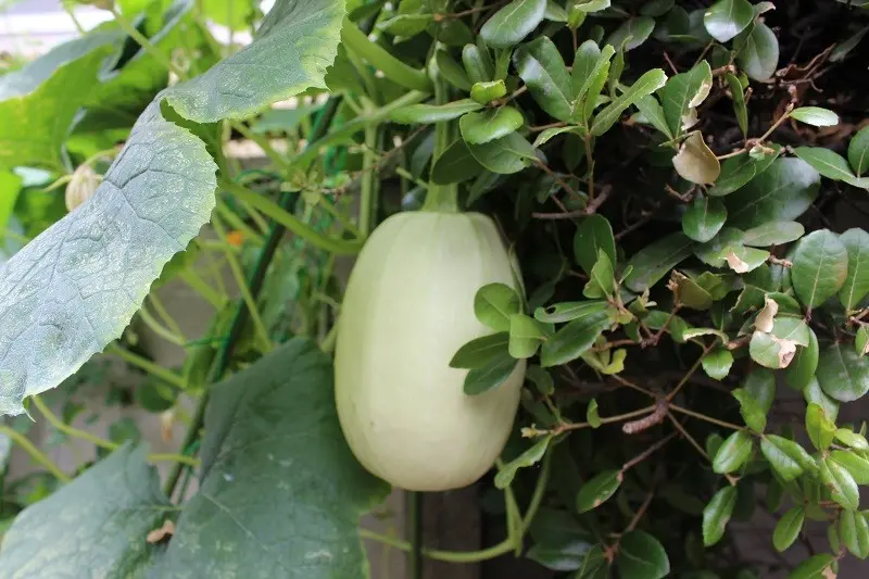 シャキッと涼しい夏野菜「そうめんかぼちゃ」で作る、簡単＆ヘルシー3レシピ吉川自然農園