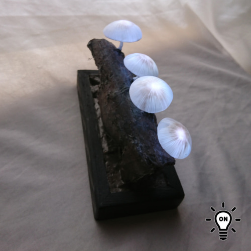 ヌメリツバタケ : でくのぼうぷれす ☆ ネットワークするでくのぼう