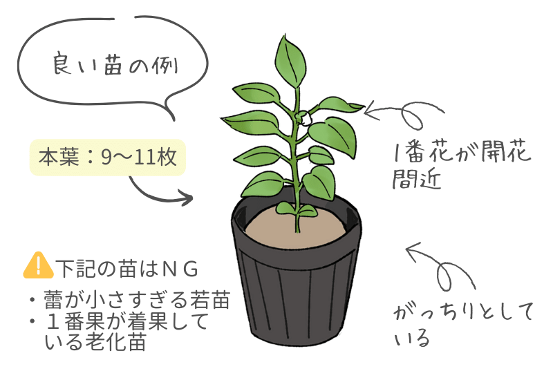 vol.1『ぱぷ丸』～ぱぷ丸の魅力と栽培方法①～投稿大和農園