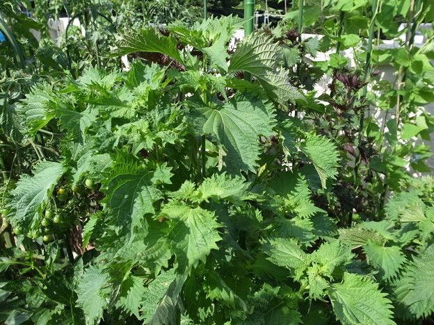一年草の大葉 しそ の大量収穫＆おすすめ保存方法 : プランター菜園をやってみよう！ 『会社の屋上』で“収穫を目指す”会社員の熱き戦い