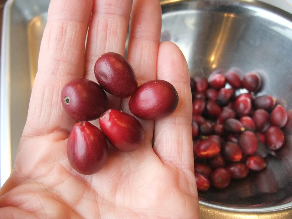 コーヒー農園と自然の恵みの関係を知るコーヒーと、暮らそう。 UCC COFFEE MAGAZINE