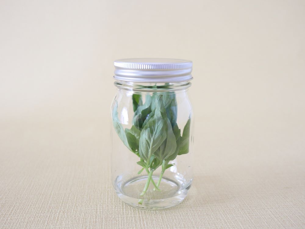 バジルの香りを長く楽しみたい！保存方法＆手軽にできる長期保存の塩漬け・オイル漬け方法HugKum はぐくむ