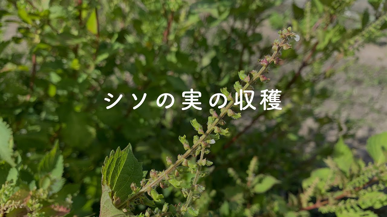 大葉 しそ の種まき時期や収穫時期は？プランターの育て方を解説