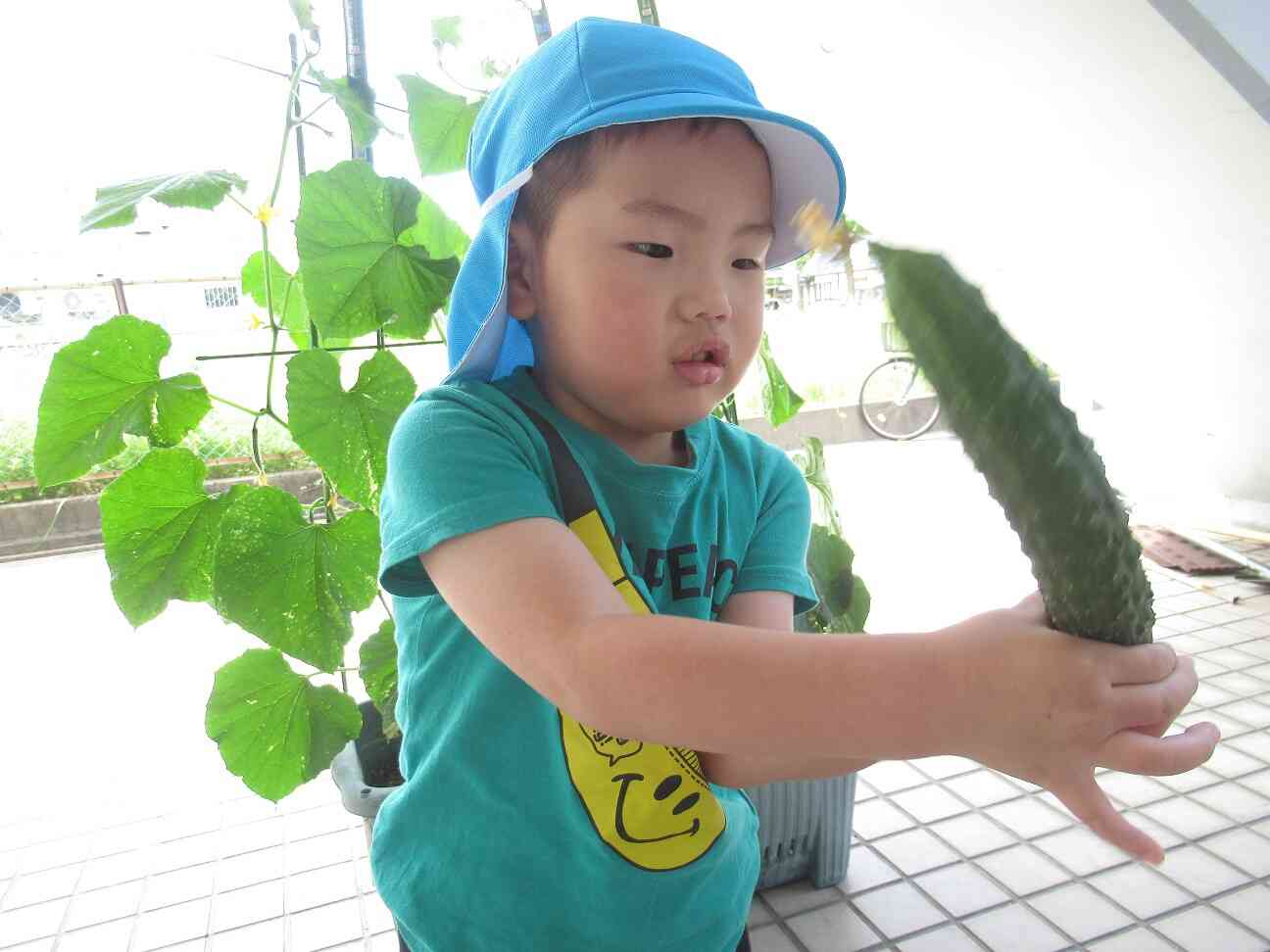 きゅうり：黒イボきゅうりことのはファーム