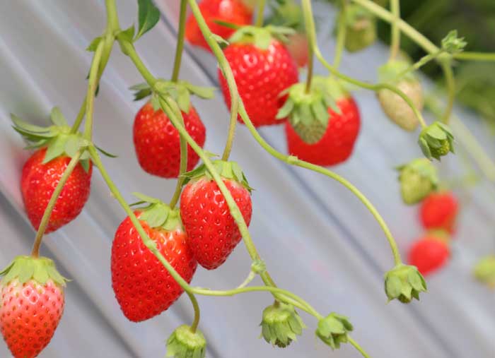 いちごが実をつけるまで新築の庭で家庭菜園ブログ