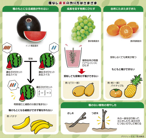 ぶどうの芽かき〜主芽と副芽を効果的に使う〜2023-04-13