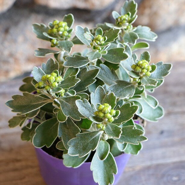 食用菊の種類と食べ方 - サカイ優佳子公式ホームページ〜未来につながる食育を