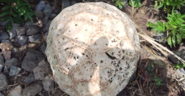 パフボールマッシュルーム！イリノイ州ブッセの森で発見 大きさ比較にマウンテンデューの缶: r foraging