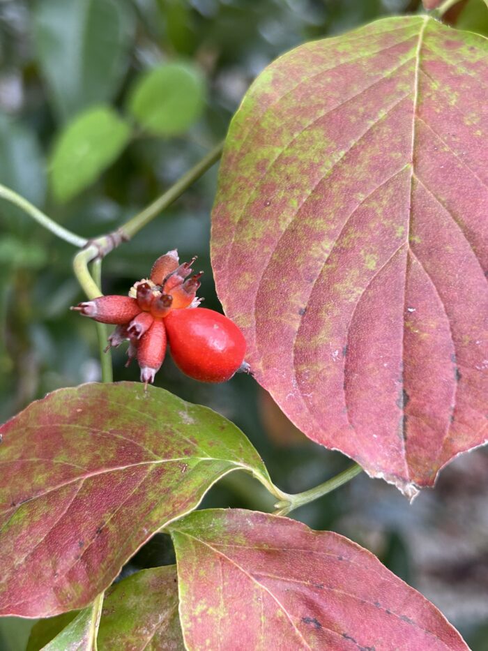 ハナミズキの実は食べられる？特徴から活用術まで解説！ – 東京寿園