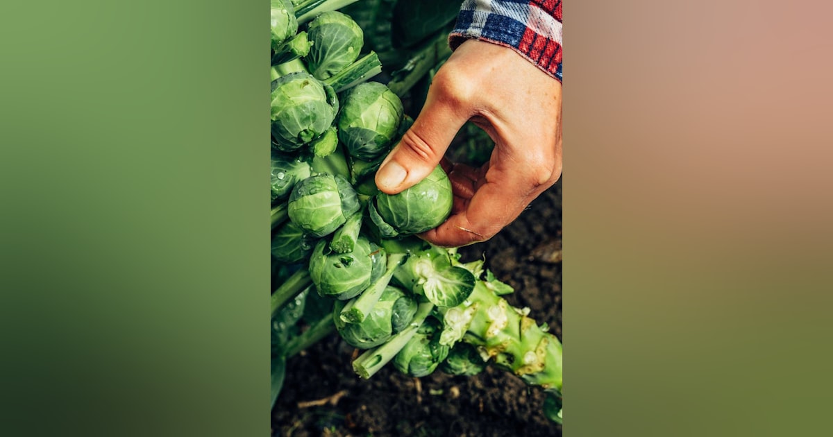 白菜が苦いこと、ありますよね。 そんなときに「白菜の苦味をとる方法」をチェックしてみませんか！？Instagramではポイントだけをザックリ紹介。スライドショースタイルにてフィード投稿にまとめました。「もっと詳しく知りたい！」と思ってくださった方に主婦の