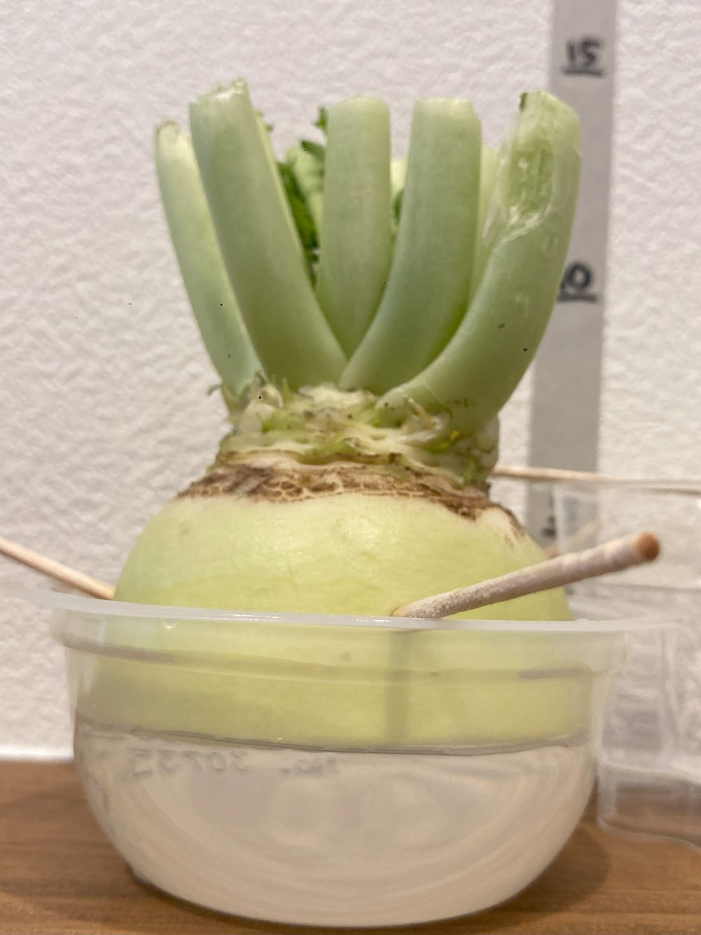 大根を再生栽培! プロから学ぶ再生野菜 リボベジ生活のススメ vol.6東京ガス ウチコト