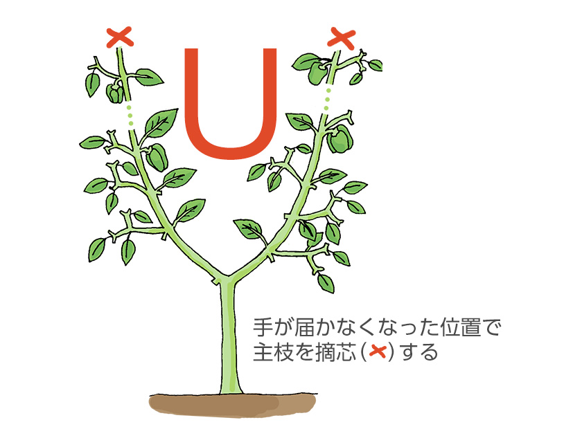 プランターでピーマンを育てる初めて作る家庭菜園