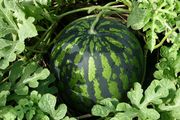 スイカ すいか 西瓜 夏の風物詩 夏の果物 watermelon フリー写真素材商用可無料写真素材のフリーフォトハウス