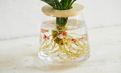 楽天市場 野菜 水槽の通販