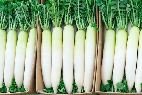 辛味大根と普通の大根、その違いとは