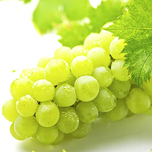 岩手県産 ぶどう「ニューナイヤ ニューナイアガラ 」の入荷が始まっています！佐々豊青果のニュースまいぷれ 花巻・北上・一関・奥州