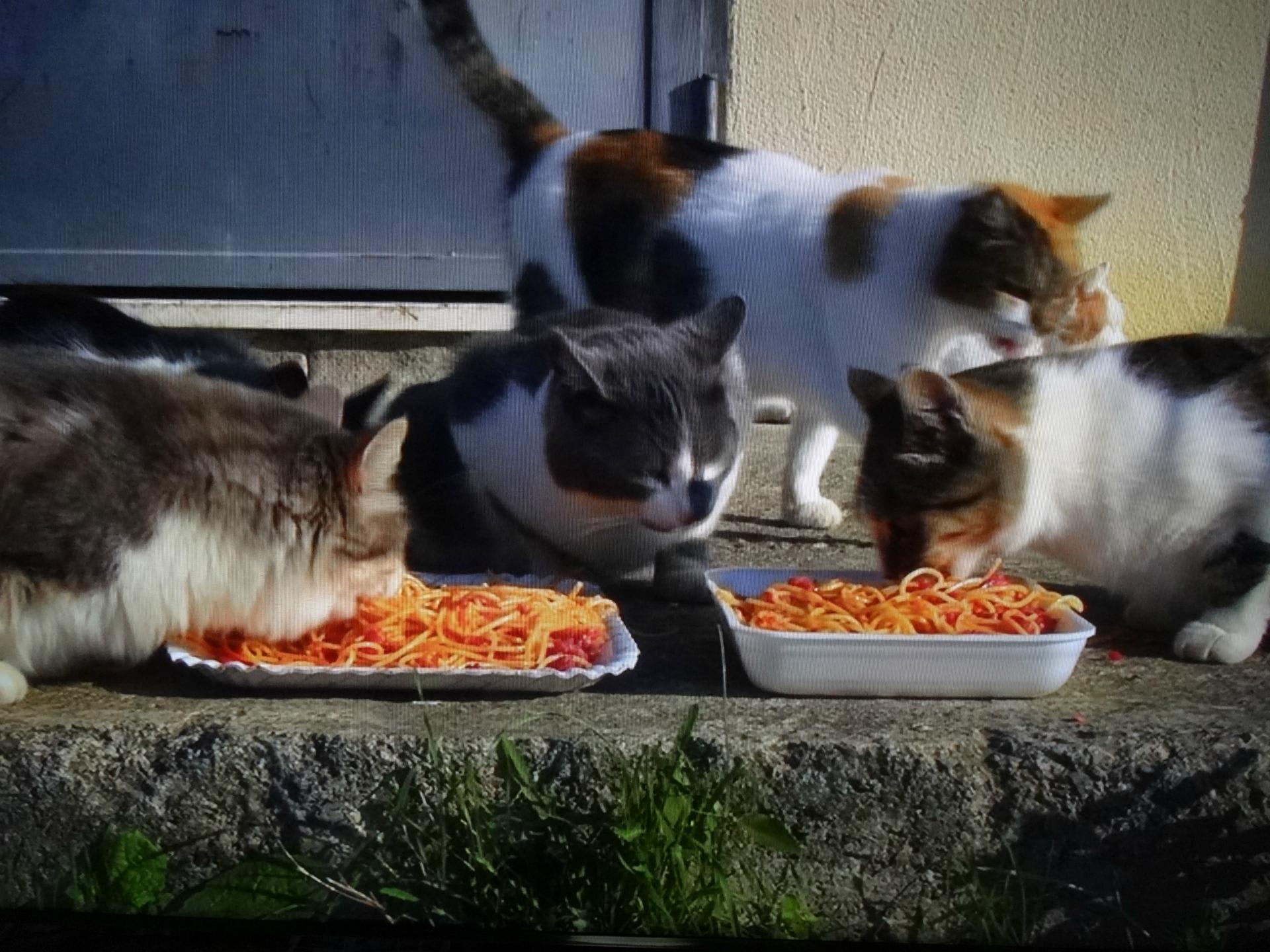 かわいい猫が麺を食べるクリップアート イラスト デジタルイラスト素材透過、PNGフリー画像ダウンロード - Pngtree