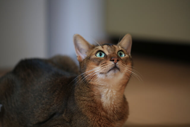 おかか&しらす@user7184797619768TikTok