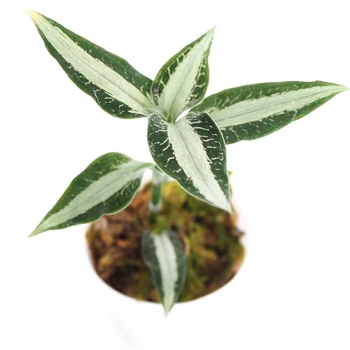 観葉植物 洋ランボトルドオーキッドスイングアネクトキルスローウィ ジュエルオーキッド １個ギフトインテリアガラスボトルテラリウムcharm 楽天市場店