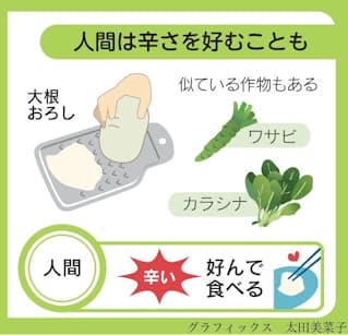 大根のおろし方部位による辛さの違いや大根おろしの保存方法についても解説N.D.Kitchen Basic