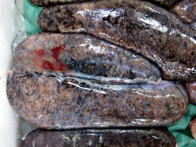 真鱈も良いけどスケトウダラも良いな。横浜丸魚株式会社