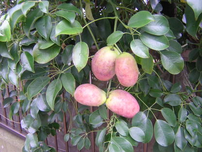 ムベとアケビ 似ているようでちょっと違う！？両者の違いについて - アタマの中は花畑