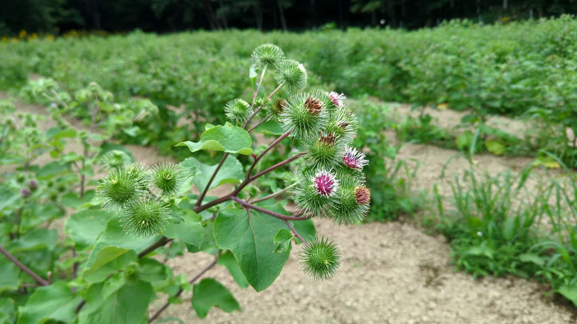 ごぼうの花に花言葉はあるの？ごぼうに含まれる栄養素や種類なども解説 - ごぼラボ