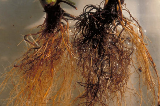 イチゴの病害 奈良県公式ホームページ