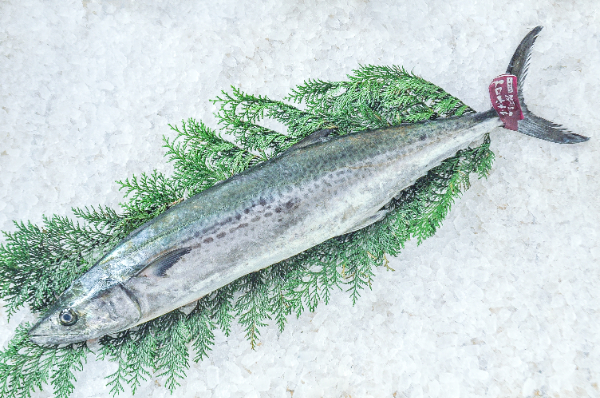 トロサワラ様専用