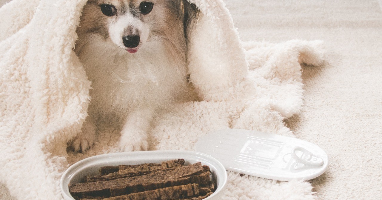 手作りジャーキー , 我が家で大好評だったササミジャーキーを, もう1回🐓🧡🐶, ・, ササミを切ってオーブンで焼くだけだから簡単🔪,ソルは焼いている間ずーっとオーブンから, 離れられません😂💦, ・, ・,よだれ垂れる ,ササミジャーキー ,手作り ,手作りおやつ ,離れられない ,クッキング ,犬おやつ ,よだれ ,あーん ,食いしん坊犬 ,