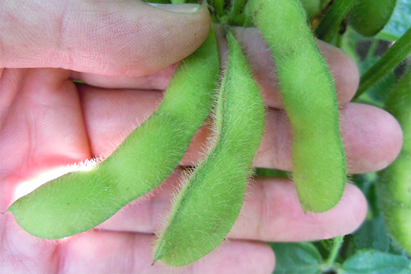 大豆の青葉 写真素材605951- フォトライブラリ
