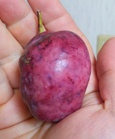 むべとは 不老長寿 伝説の霊果“むべ”