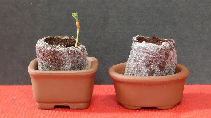 栽培セット カプセル 聖新陶芸 育てるカプセル まめ盆栽 GD-954聖新陶芸 栽培セット 栽培キット カプセル ランダム 盆栽 ケヤキ モミジ赤松 黒松 プレゼント 景品Fine Dream 楽天市場店