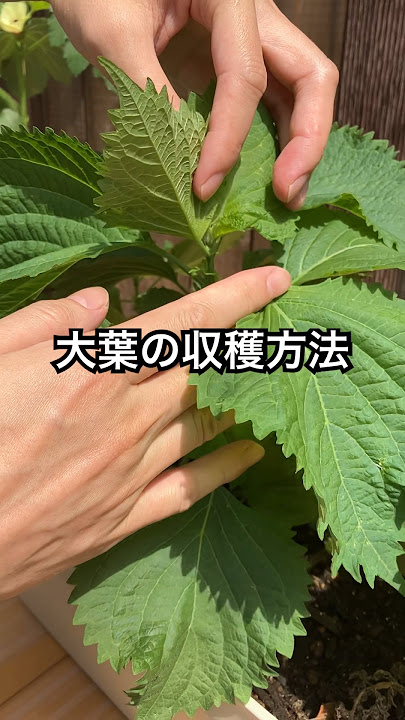 青じそ栽培で収穫にチャレンジ！その後に発芽～収穫は6月～10月頃～ - マンションでの家庭菜園！おすすめグッズを紹介