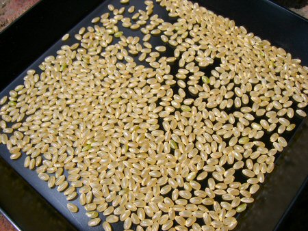 福井県産 華越前 お米 5kg 送料無料 ハナエチゼン はなえちぜん 5キロ お米 精米 白米 おくさま印 食品 国産 -喜箱 -プレゼント＆ギフトのギフトモール