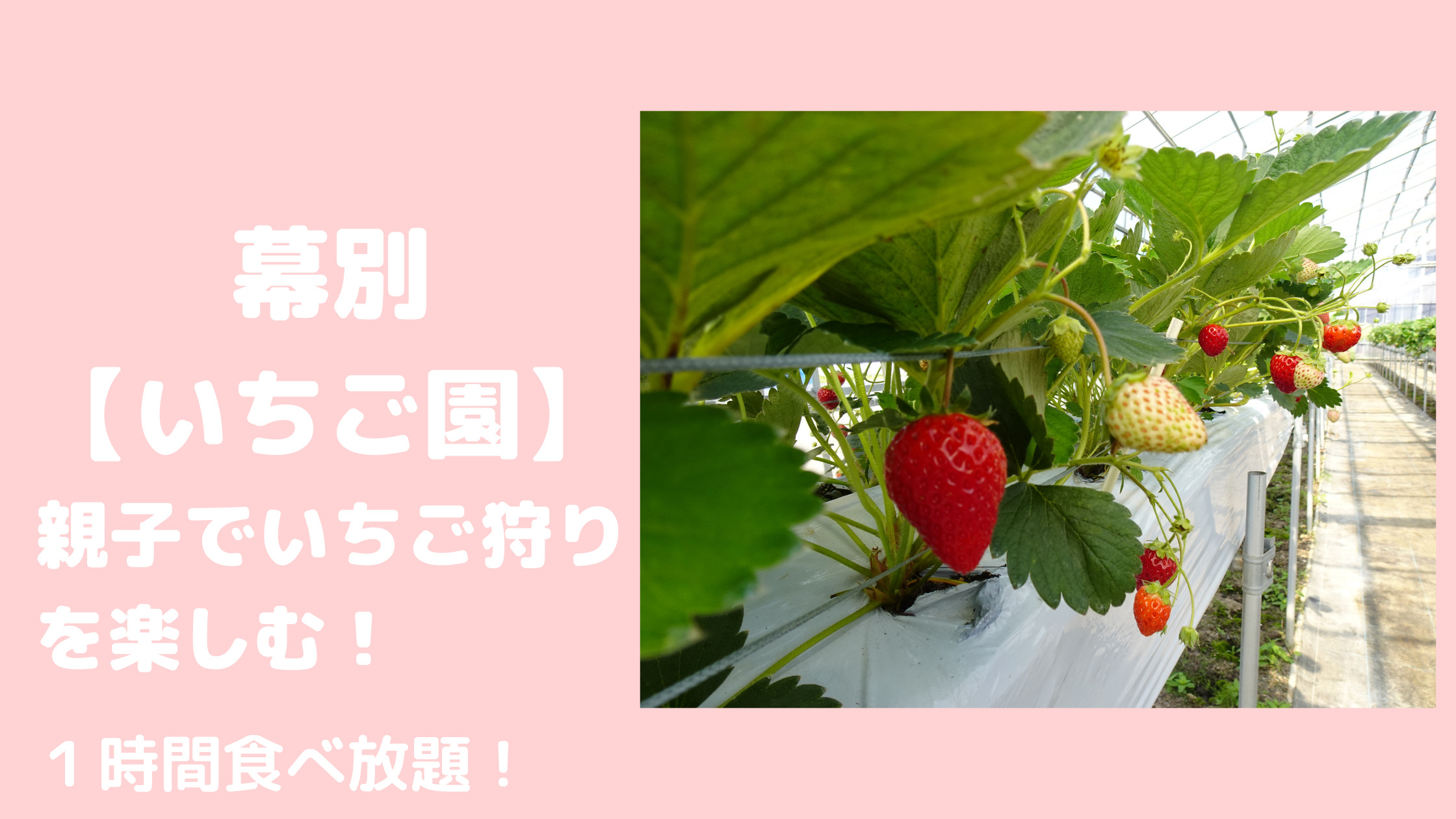 2024年最新データで見る！イチゴ生産量ランキングと主要産地の戦略