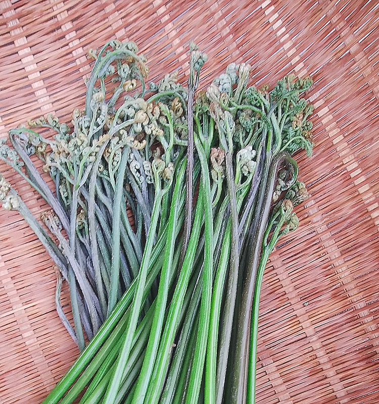 ワラビ採ったら、塩漬けにして保存しましょう。 レシピ・作り方 by サクラノカタライ - 楽天レシピ