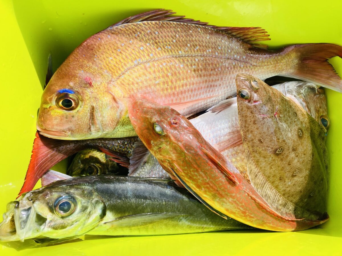 魚の美味しさは魚種だけで決まらない！ AIが科学的に解説する6大要素とその重要度