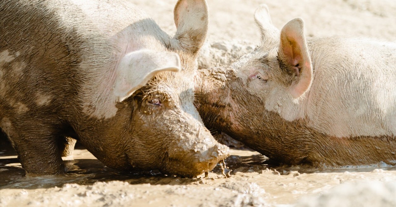 ブタナ 豚菜・キク科エゾコウゾリナ属 ・別名タンポポモドキ –公式 草津温泉 草津スカイランドホテル 栖風亭