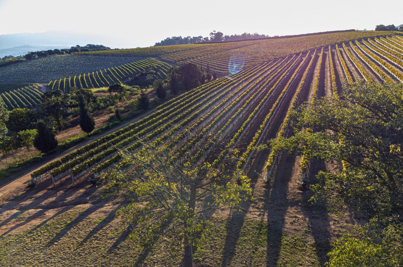 Amazon.co.jp: ウイスキー・テロワール : ロブ・アーノルド, 住吉祐一郎, 山田哲也: 本