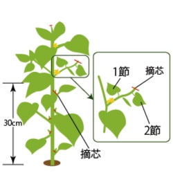 初心者向け きゅうりの育て方プランターではじめる家庭菜園 – UETE