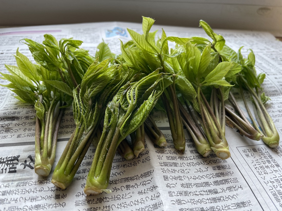 春の山菜の種類について知りたい！収穫時期や特徴、おいしい食べ方について解説！クラシル