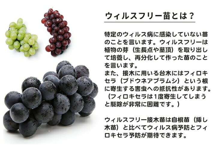 ナイアガラ Niagara ブドウの画像一覧：旬の果物百科